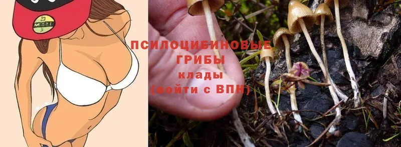 даркнет сайт  Змеиногорск  Псилоцибиновые грибы MAGIC MUSHROOMS 